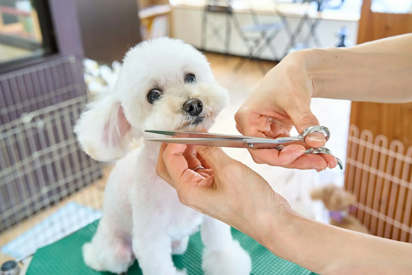 A groomer scissoring the face of a fluffy white bichon on the grooming table