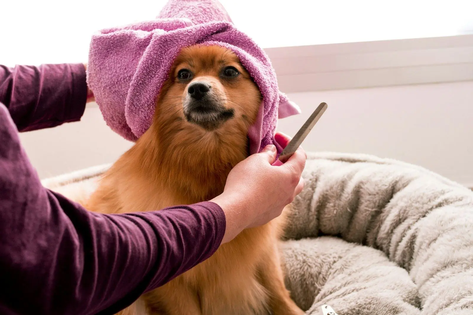 A pomeranian in a pink towel getting combed after a bath