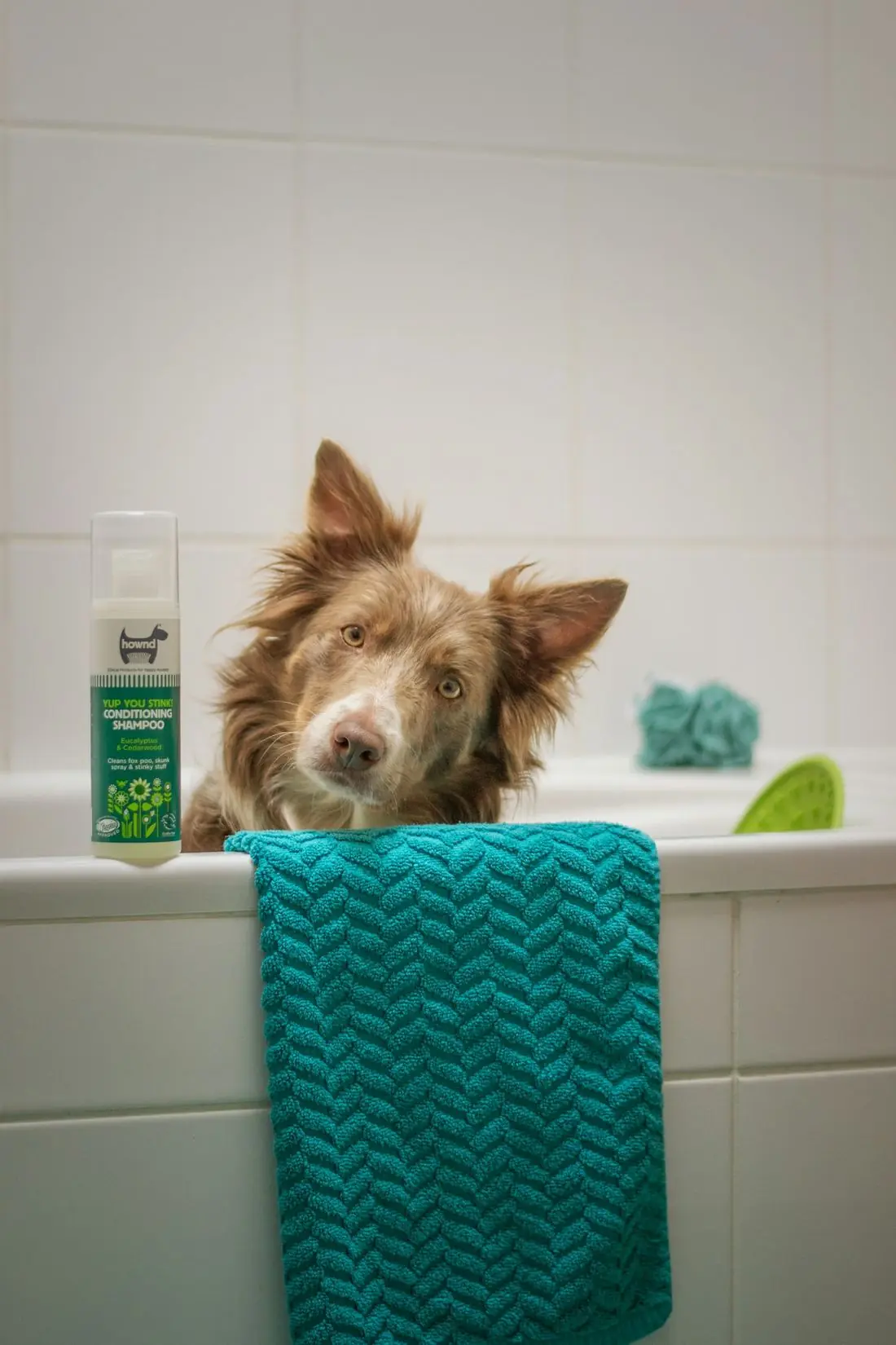 A border collie waiting in the grooming tub beside a teal towel and a bottle of shampoo